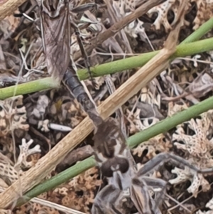 Bathypogon nigrinus at Gundaroo, NSW - 1 Mar 2022 03:56 PM