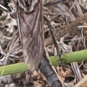 Bathypogon nigrinus at Gundaroo, NSW - 1 Mar 2022 03:56 PM