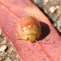 Paropsisterna decolorata (A Eucalyptus leaf beetle) at Point Hut Pond - 27 Feb 2022 by MatthewFrawley