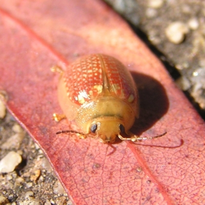 Paropsisterna decolorata (A Eucalyptus leaf beetle) at Gordon, ACT - 27 Feb 2022 by MatthewFrawley