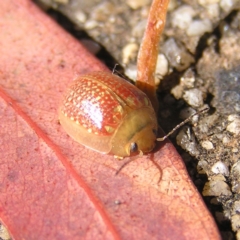 Paropsisterna decolorata at Gordon, ACT - 27 Feb 2022 04:19 PM