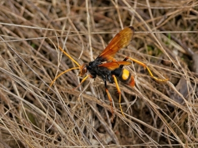 Cryptocheilus bicolor (Orange Spider Wasp) at Molonglo Valley, ACT - 1 Mar 2022 by Kenp12