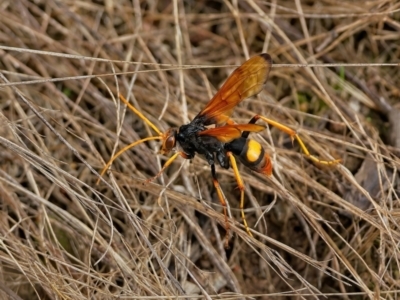 Cryptocheilus bicolor (Orange Spider Wasp) at Molonglo Valley, ACT - 28 Feb 2022 by Kenp12