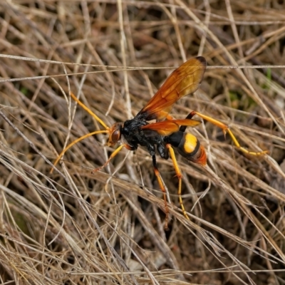 Cryptocheilus bicolor (Orange Spider Wasp) at Molonglo Valley, ACT - 1 Mar 2022 by Kenp12