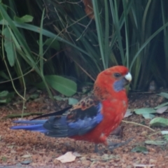 Platycercus elegans (Crimson Rosella) at Boorowa, NSW - 9 Jan 2022 by Gunyijan