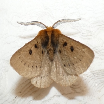 Anthela ocellata (Eyespot Anthelid moth) at McKellar, ACT - 27 Feb 2022 by Amata