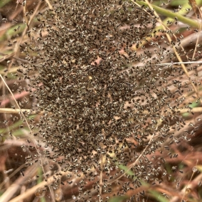 Unverified Spider at Fraser, ACT - 27 Feb 2022 by Rosie