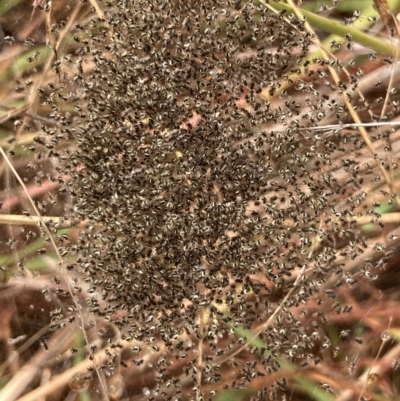 Unidentified Spider (Araneae) at Fraser, ACT - 26 Feb 2022 by Rosie