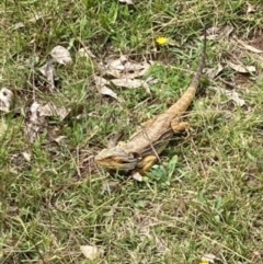 Pogona barbata (Eastern Bearded Dragon) at GG38 - 1 Mar 2022 by KL