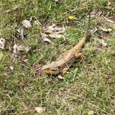 Pogona barbata (Eastern Bearded Dragon) at GG229 - 1 Mar 2022 by KL