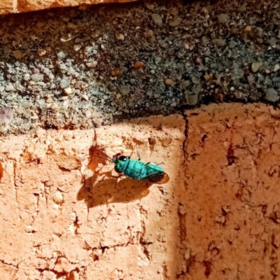 Chrysididae (family) (Cuckoo wasp or Emerald wasp) at Holder, ACT - 27 Feb 2022 by Miranda