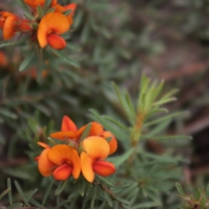 Pultenaea subspicata at Gundaroo, NSW - 22 Nov 2021