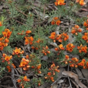 Pultenaea subspicata at Gundaroo, NSW - 22 Nov 2021