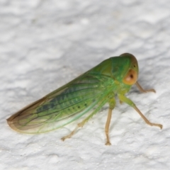 Cicadellidae (family) (Unidentified leafhopper) at Melba, ACT - 6 Jan 2022 by kasiaaus