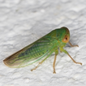 Cicadellidae (family) at Melba, ACT - 6 Jan 2022