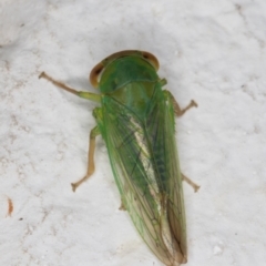 Cicadellidae (family) at Melba, ACT - 6 Jan 2022