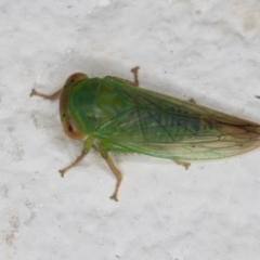 Cicadellidae (family) at Melba, ACT - 6 Jan 2022