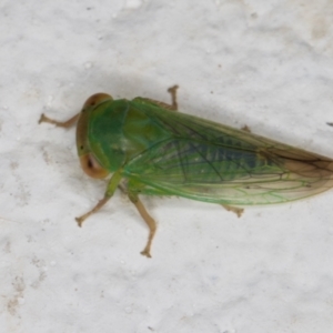 Cicadellidae (family) at Melba, ACT - 6 Jan 2022