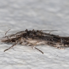 Leptozestis and Trachydora (genera) (A cosmet moth) at Melba, ACT - 6 Jan 2022 by kasiaaus