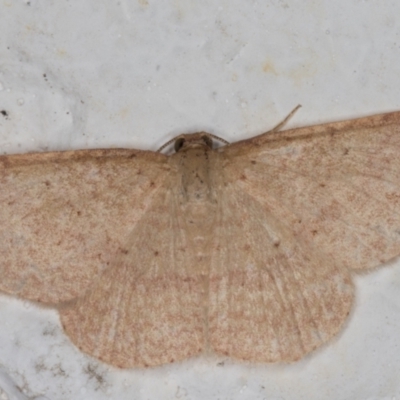 Scopula (genus) (A wave moth) at Melba, ACT - 6 Jan 2022 by kasiaaus