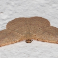 Scopula (genus) at Melba, ACT - 6 Jan 2022 11:23 PM