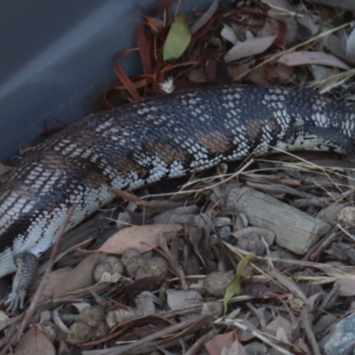 Tiliqua scincoides scincoides (Eastern Blue-tongue) at Gundaroo, NSW - 11 Jan 2021 by Gunyijan