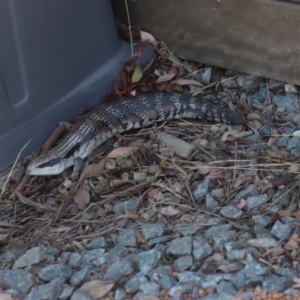 Tiliqua scincoides scincoides at Gundaroo, NSW - 11 Jan 2021