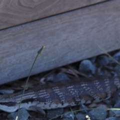 Tiliqua scincoides scincoides at Gundaroo, NSW - 11 Jan 2021