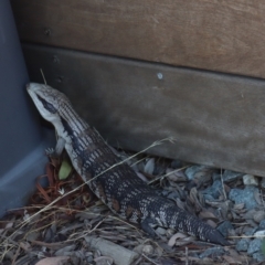 Tiliqua scincoides scincoides at Gundaroo, NSW - 11 Jan 2021