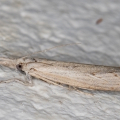 Culladia cuneiferellus (Crambinae moth) at Melba, ACT - 6 Jan 2022 by kasiaaus