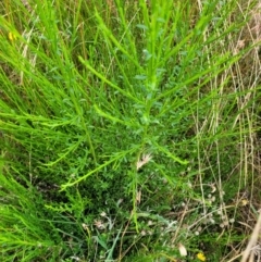 Cytisus scoparius subsp. scoparius (Scotch Broom, Broom, English Broom) at Dry Plain, NSW - 1 Mar 2022 by forest17178