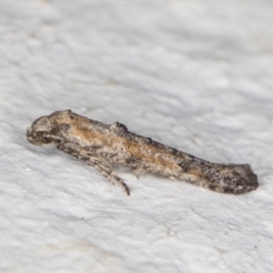 Epermenia exilis at Melba, ACT - 6 Jan 2022 11:28 PM