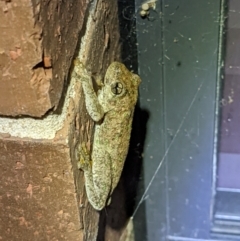 Litoria peronii (Peron's Tree Frog, Emerald Spotted Tree Frog) at Thurgoona, NSW - 1 Mar 2022 by ChrisAllen