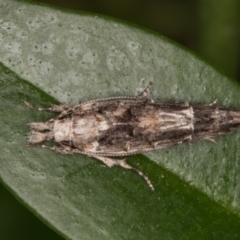 Leptozestis and Trachydora (genera) at Melba, ACT - 6 Jan 2022