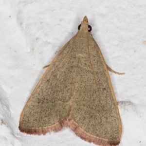 Ocrasa albidalis at Melba, ACT - 6 Jan 2022