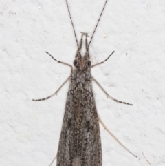 Leptoceridae sp. (family) (Long-horned caddisfly) at Melba, ACT - 6 Jan 2022 by kasiaaus