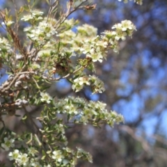 Leptospermum polygalifolium subsp. polygalifolium (Yellow Teatree) at Gundaroo, NSW - 26 Nov 2019 by Gunyijan