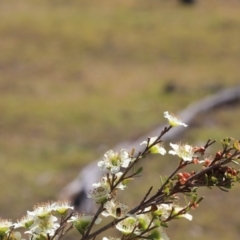 Leptospermum polygalifolium subsp. polygalifolium at Gundaroo, NSW - 27 Nov 2019 10:39 AM