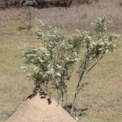 Leptospermum polygalifolium subsp. polygalifolium at Gundaroo, NSW - 27 Nov 2019 10:39 AM