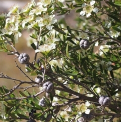 Leptospermum polygalifolium subsp. polygalifolium at Gundaroo, NSW - 27 Nov 2019 10:39 AM