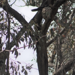 Corcorax melanorhamphos at Gundaroo, NSW - 7 Nov 2021