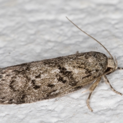 Philobota philostaura (A Concealer moth (Philobota group)) at Melba, ACT - 6 Jan 2022 by kasiaaus