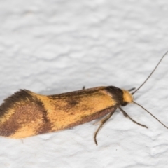 Isomoralla pyrrhoptera (A concealer moth) at Melba, ACT - 6 Jan 2022 by kasiaaus