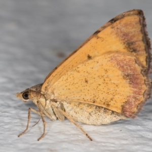 Chrysolarentia mecynata at Melba, ACT - 7 Jan 2022