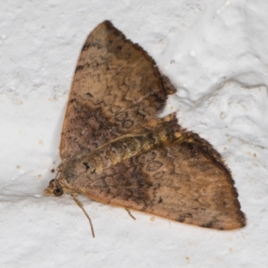 Chrysolarentia mecynata at Melba, ACT - 7 Jan 2022