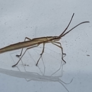 Mutusca brevicornis at Pialligo, ACT - 17 Feb 2022