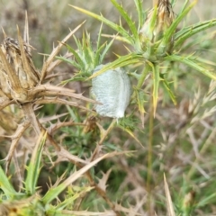 Mantodea (order) (Unidentified praying mantis) at Jerrabomberra Grassland - 28 Feb 2022 by EmilySutcliffe