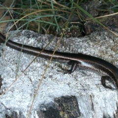 Pseudemoia entrecasteauxii (Woodland Tussock-skink) at Kosciuszko National Park - 20 Feb 2022 by jb2602