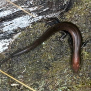 Pseudemoia entrecasteauxii at Thredbo, NSW - 20 Feb 2022 11:21 AM