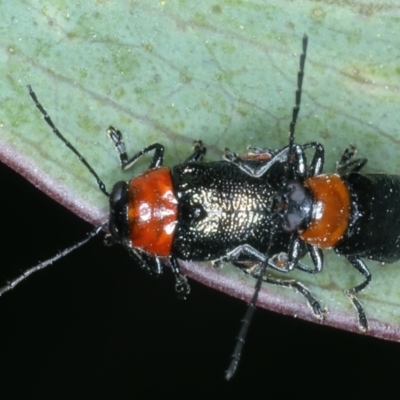 Aporocera (Aporocera) viridipennis (A leaf beetle) at Kosciuszko National Park - 20 Feb 2022 by jb2602
